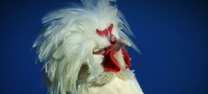 Rare-Chicken-Rescue_w